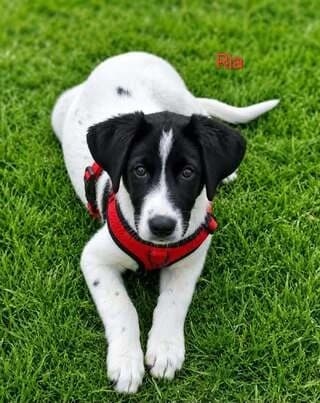 RIA (ΡΙΑ), female puppy Mixed Breed for adoption at Dogs Voice, Athens