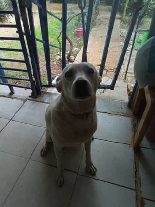 Loyna (Λουνα), female 3yo Mixed Breed for adoption at Dogs Voice, Athens