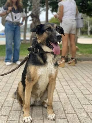 Gigi, female 3yo Mixed Breed for adoption at Dogs Voice, Athens