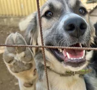 Karolain (Καρολάιν), female puppy Mixed Breed for adoption at Dogs Voice, Athens