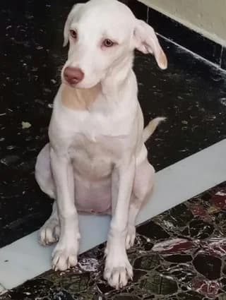 Maxi (Μαξι), female puppy Mixed Breed for adoption at Dogs Voice, Athens