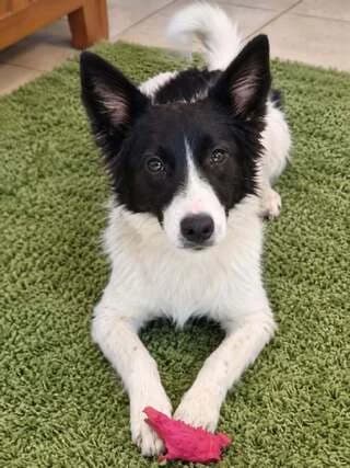 MPLANKA (ΜΠΛΑΝΚΑ), puppy Mixed Breed for adoption at Dogs Voice, Athens