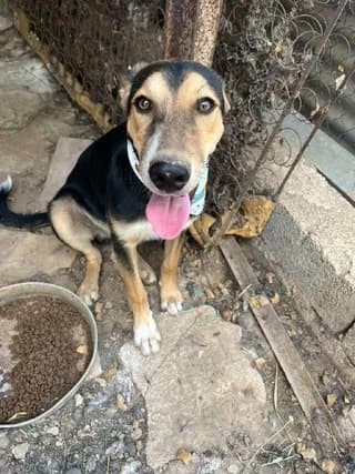 Mark, male puppy Mixed Breed for adoption at Dogs Voice, Athens