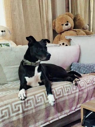 Spaik, male 7yo Mixed Breed for adoption at Dogs Voice, Athens