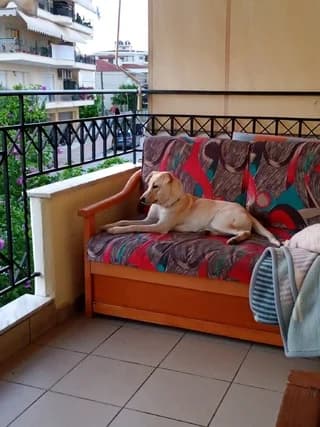 LOYNA (ΛΟΥΝΑ), female puppy Mixed Breed for adoption at Dogs Voice, Athens