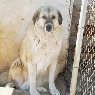 Santy (Σάντυ), female 3yo Mixed Breed for adoption at Dogs Voice, Athens