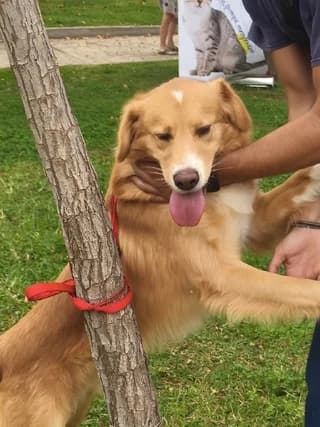 Max (Μαξ), male 3yo Mixed Breed for adoption at Dogs Voice, Athens