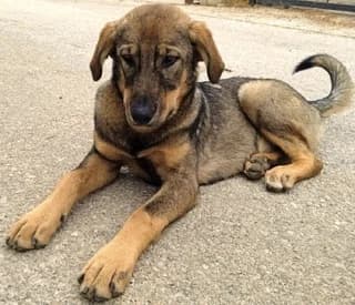 Reyna, female puppy Mixed Breed for adoption at Dogs Voice, Athens