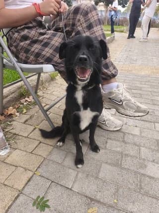 Oscar, male 3yo Mixed Breed for adoption at Dogs Voice, Athens