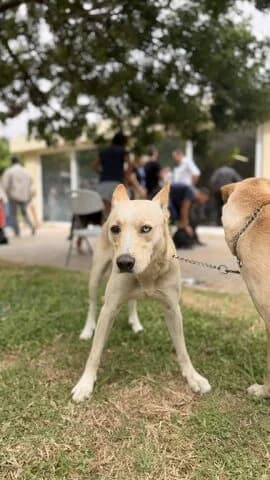 Nemesis-Ikaros (Νέμεσις-Ικαρος), male 3yo Mixed Breed for adoption at Dogs Voice, Athens