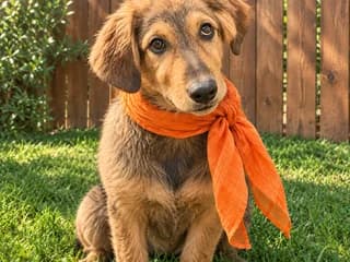 Foyntoykis (Φουντουκης), male puppy Mixed Breed for adoption at Dogs Voice, Athens