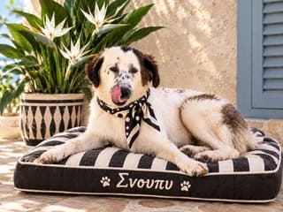 Snoypy (Σνουπυ), male puppy Mixed Breed for adoption at Dogs Voice, Athens