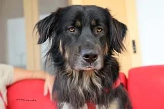 MAX, male 3yo Mixed Breed for adoption at Dogs Voice, Athens