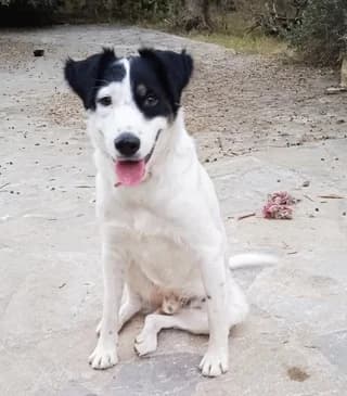 O Prokopis (Ο Προκόπης), male puppy Mixed Breed for adoption at Dogs Voice, Athens