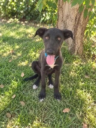 Lykaki tromero (Λυκάκι τρομερό), male puppy Mixed Breed for adoption at Dogs Voice, Athens