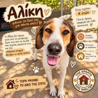 I Aliki (Η Αλίκη), female 3yo Mixed Breed for adoption at Dogs Voice, Athens