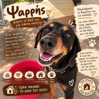 Psarris (Ψαρρής), male 7yo Mixed Breed for adoption at Dogs Voice, Athens