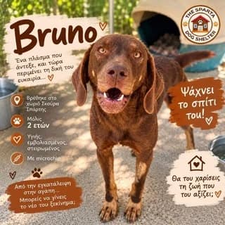 Bruno, male young Mixed Breed for adoption at Dogs Voice, Athens