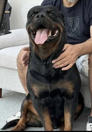 Drago, male 7yo Mixed Breed for adoption at Dogs Voice, Athens