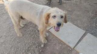 Rex, male 3yo Mixed Breed for adoption at Dogs Voice, Athens