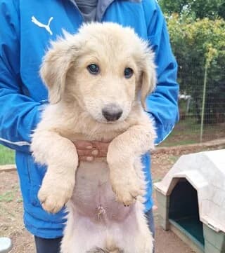 SIMPA (ΣΙΜΠΑ), male puppy Mixed Breed for adoption at Dogs Voice, Athens