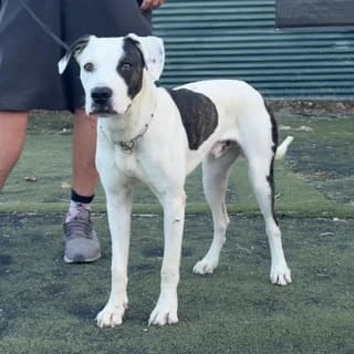 TZAK (ΤΖΑΚ), male young Mixed Breed for adoption at Dogs Voice, Athens