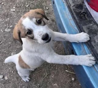 Nenta (Νέντα), female puppy Mixed Breed for adoption at Dogs Voice, Athens