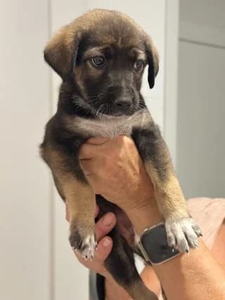 Jessy, female puppy Mixed Breed for adoption at Dogs Voice, Athens