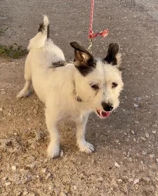 ❤️Lino ❤️ (❤️Λίνο ❤️), male 7yo Mixed Breed for adoption at Dogs Voice, Athens