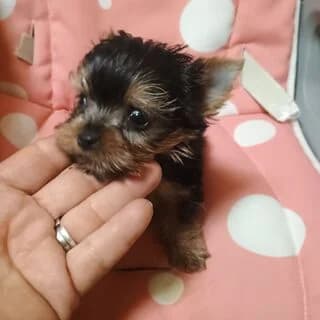 Giorksair-pawa (Γιορκσάιρ-pawa), puppy Mixed Breed for adoption at Dogs Voice, Athens