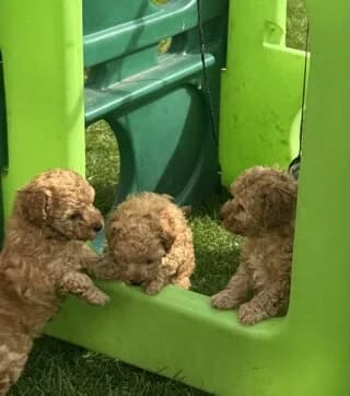 Toy poodle, female puppy Mixed Breed for adoption at Dogs Voice, Athens