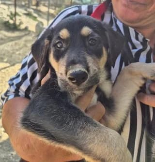 Romaio (Ρωμαίο), male puppy Mixed Breed for adoption at Dogs Voice, Athens