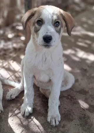 Robert, male puppy Mixed Breed for adoption at Dogs Voice, Athens
