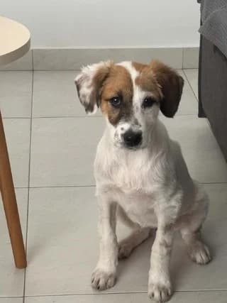 Loysi (Λούση), female puppy Mixed Breed for adoption at Dogs Voice, Athens