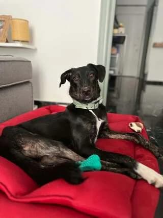 Viky (Βίκυ), female puppy Mixed Breed for adoption at Dogs Voice, Athens