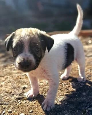 Stroymfita (Στρουμφίτα), female puppy Mixed Breed for adoption at Dogs Voice, Athens