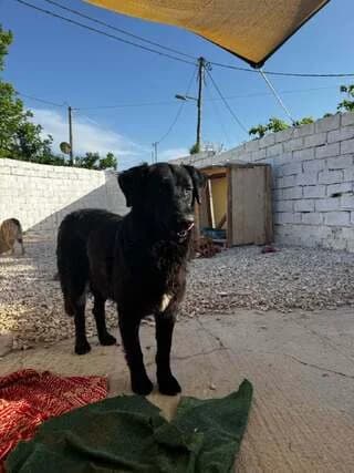 Klaus, male 3yo Mixed Breed for adoption at Dogs Voice, Athens