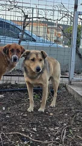 Sinamon (Σίναμον), male 3yo Mixed Breed for adoption at Dogs Voice, Athens