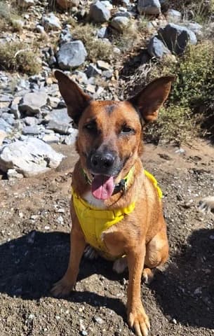 Lucky, male 3yo Mixed Breed for adoption at Dogs Voice, Athens