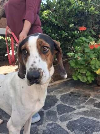 Loyis (Λούης), male young Mixed Breed for adoption at Dogs Voice, Athens
