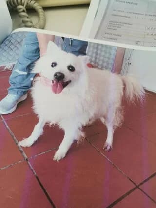 Snow, male 7yo Mixed Breed for adoption at Dogs Voice, Athens