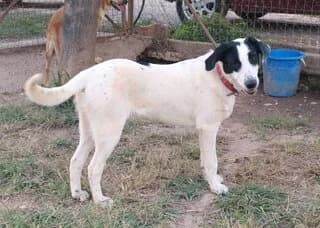 AΪZAK (ΑΪΖΑΚ), male puppy Mixed Breed for adoption at Dogs Voice, Athens