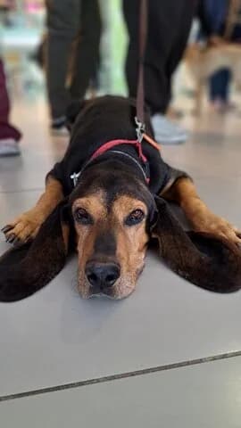 SOFOKLIS (ΣΟΦΟΚΛΗΣ), male 7yo Mixed Breed for adoption at Dogs Voice, Athens