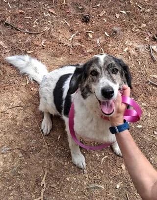 NTALIA (ΝΤΑΛΙΑ), female 7yo Mixed Breed for adoption at Dogs Voice, Athens