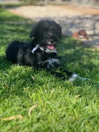 NORA (ΝΟΡΑ), female puppy Mixed Breed for adoption at Dogs Voice, Athens