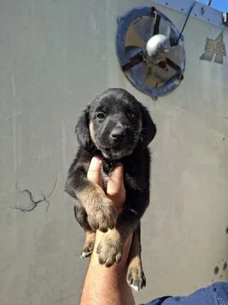Roki (Ροκι), male puppy Mixed Breed for adoption at Dogs Voice, Athens