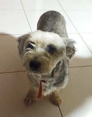 Lila (Λίλα), female 3yo Mixed Breed for adoption at Dogs Voice, Athens