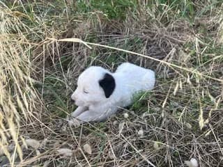 Jeremy, male puppy Mixed Breed for adoption at Dogs Voice, Athens