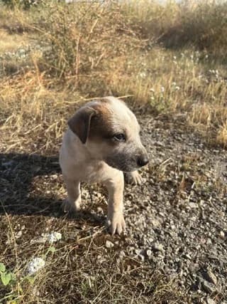 Stefan, male puppy Mixed Breed for adoption at Dogs Voice, Athens