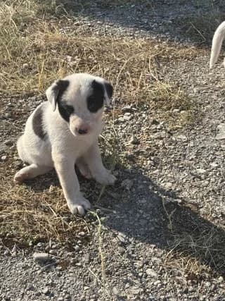 Damon, male puppy Mixed Breed for adoption at Dogs Voice, Athens